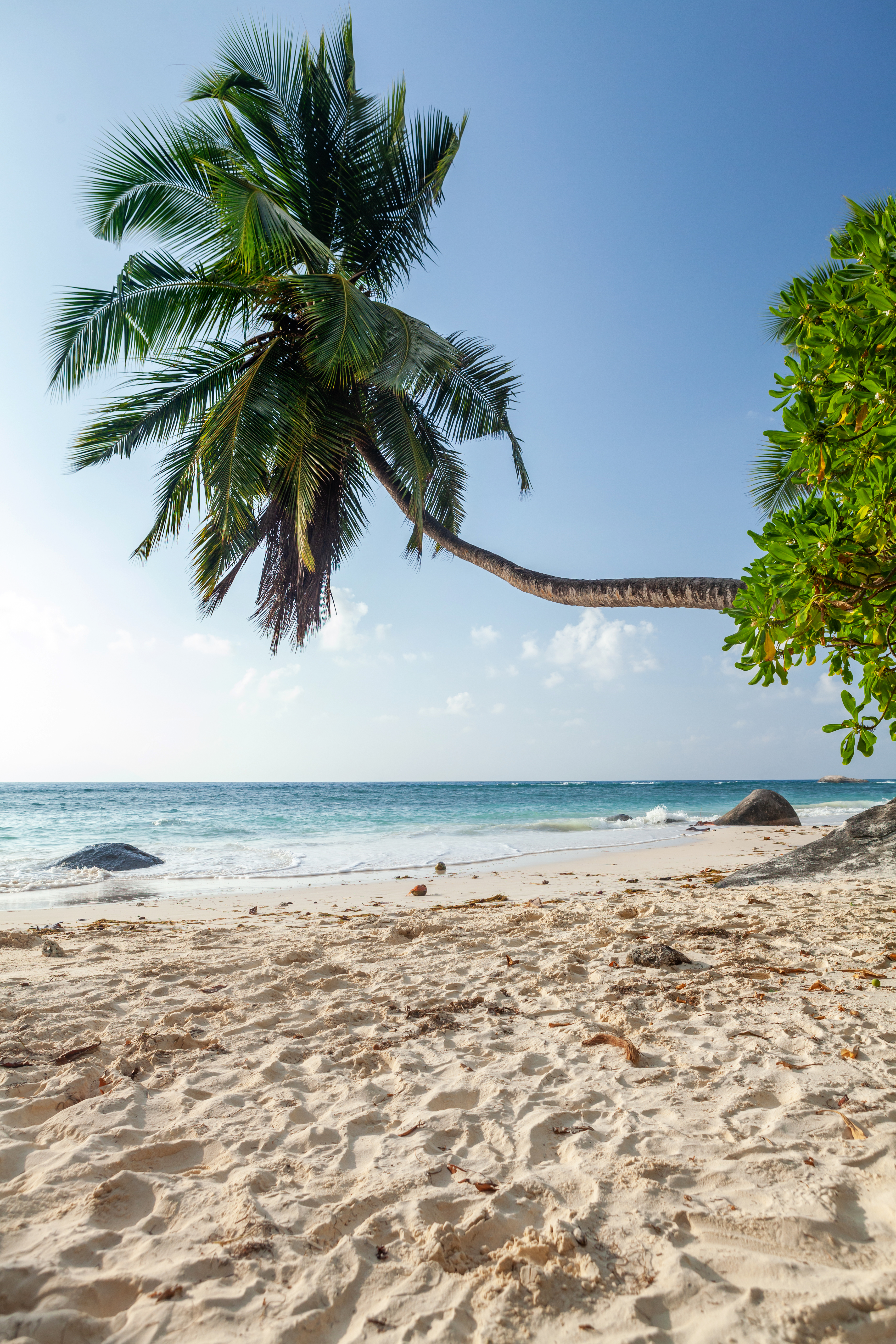 Tropical beach with palm tree